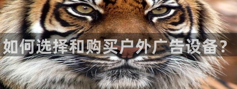 杏宇平台代理怎么赚钱的：如何选择和购买户